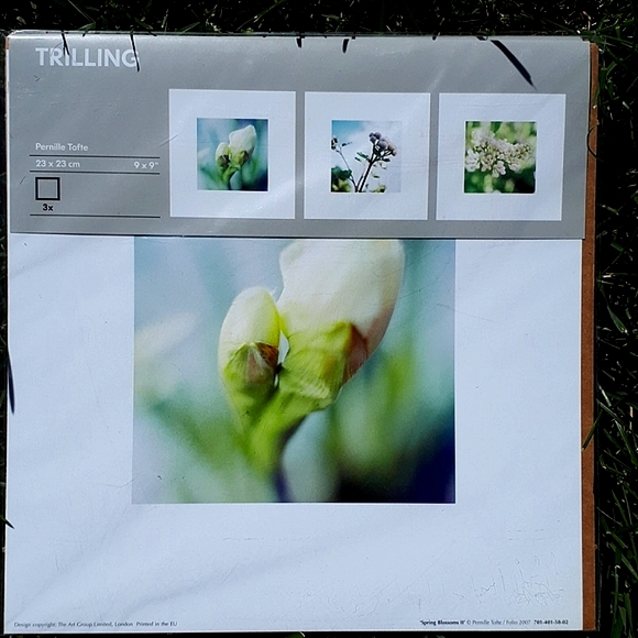 💥Free w/Purchase New Ikea TRILLING Flower Posters, set of 3 - Picture 1 of 6